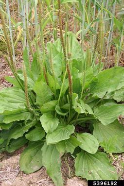 broadleaf plantain, Plantago major  (Plantaginales: Plantaginaceae) - 5396192