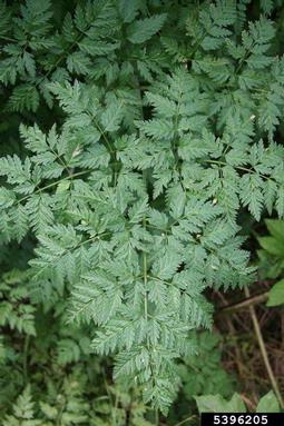 wild chervil, Anthriscus sylvestris  (Apiales: Apiaceae) - 5396205