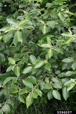 goat willow, Salix caprea  (Salicales: Salicaceae) - 5396207