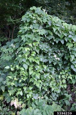 evergreen clematis, Clematis vitalba  (Ranunculales: Ranunculaceae) - 5396239
