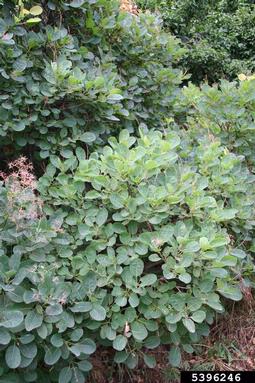 European smoketree, Cotinus coggygria  (Sapindales: Anacardiaceae) - 5396246