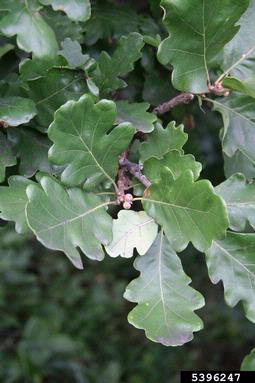downy oak, Quercus pubescens  (Fagales: Fagaceae) - 5396247