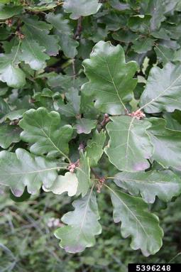 downy oak, Quercus pubescens  (Fagales: Fagaceae) - 5396248