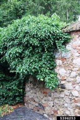 English ivy, Hedera helix  (Apiales: Araliaceae) - 5396253