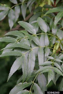 European ash, Fraxinus excelsior  (Scrophulariales: Oleaceae) - 5396260