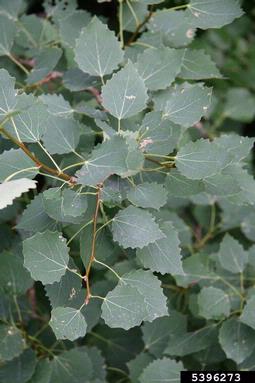 European aspen, Populus tremula  (Salicales: Salicaceae) - 5396273