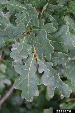 English oak, Quercus robur  (Fagales: Fagaceae) - 5396276
