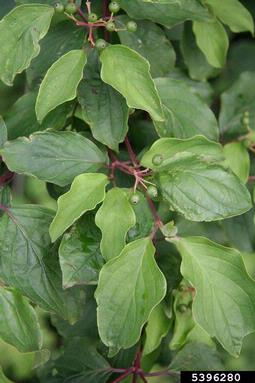 bloodtwig dogwood, Cornus sanguinea  (Cornales: Cornaceae) - 5396280