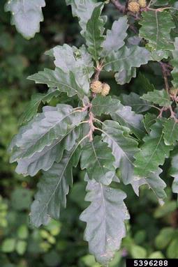 European turkey oak, Quercus cerris  (Fagales: Fagaceae) - 5396288
