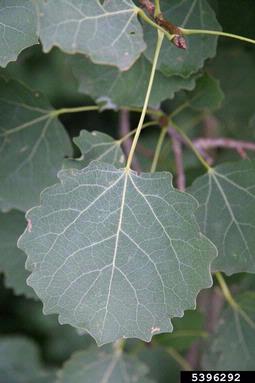 European aspen, Populus tremula  (Salicales: Salicaceae) - 5396292