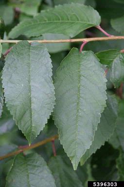 sweet cherry, Prunus avium  (Rosales: Rosaceae) - 5396303