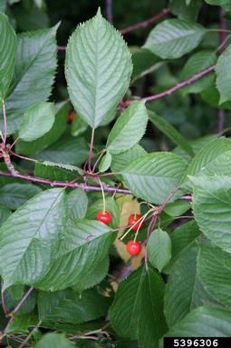 sweet cherry, Prunus avium  (Rosales: Rosaceae) - 5396306