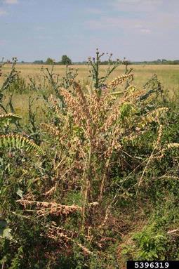 black henbane, Hyoscyamus niger  (Solanales: Solanaceae) - 5396319
