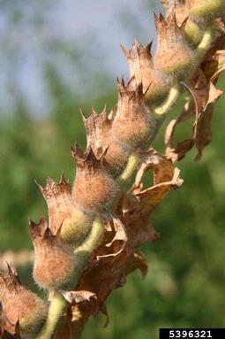 black henbane, Hyoscyamus niger  (Solanales: Solanaceae) - 5396321