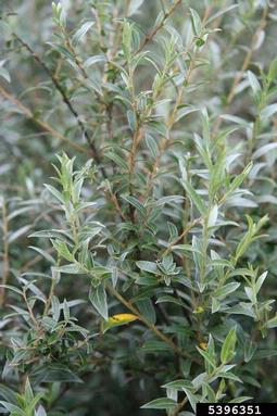 willow, Salix rosmarinifolia  (Salicales: Salicaceae) - 5396351