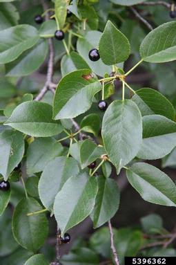 Mahaleb cherry, Prunus mahaleb  (Rosales: Rosaceae) - 5396362