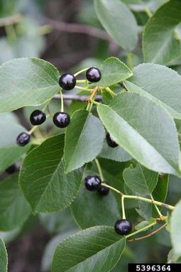Mahaleb cherry, Prunus mahaleb  (Rosales: Rosaceae) - 5396364