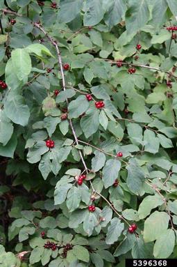 dwarf honeysuckle, Lonicera xylosteum  (Dipsacales: Caprifoliaceae) - 5396368