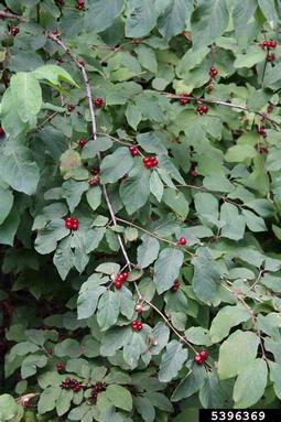 dwarf honeysuckle, Lonicera xylosteum  (Dipsacales: Caprifoliaceae) - 5396369