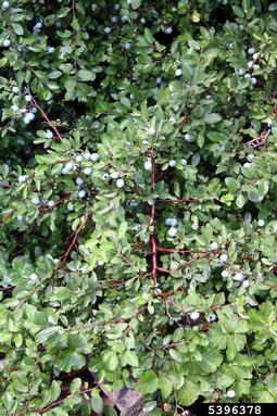 blackthorn, Prunus spinosa  (Rosales: Rosaceae) - 5396378