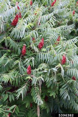staghorn sumac, Rhus typhina  (Sapindales: Anacardiaceae) - 5396382