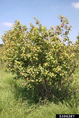 glossy buckthorn, Frangula alnus  (Rhamnales: Rhamnaceae) - 5396387