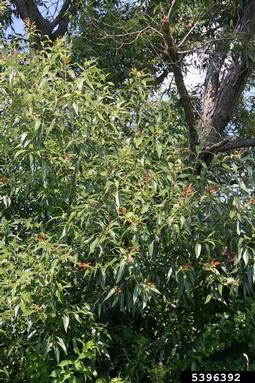 crack willow, Salix fragilis  (Salicales: Salicaceae) - 5396392