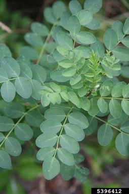 bladder senna, Colutea arborescens  (Fabales: Fabaceae (Leguminosae)) - 5396412