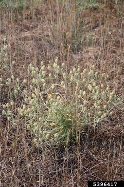 sand plantain, Plantago arenaria  (Plantaginales: Plantaginaceae) - 5396417