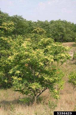 tree-of-heaven, Ailanthus altissima  (Sapindales: Simaroubaceae) - 5396429