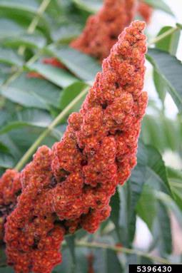 staghorn sumac, Rhus typhina  (Sapindales: Anacardiaceae) - 5396430
