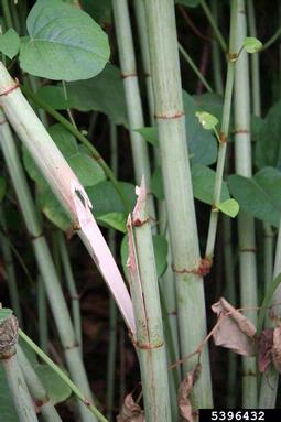 Bohemian knotweed, Fallopia x bohemica  (Polygonales: Polygonaceae) - 5396432