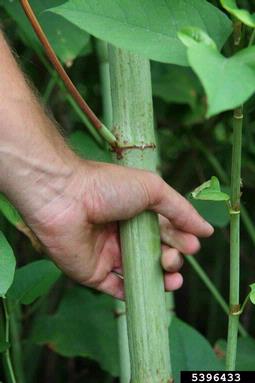 Bohemian knotweed, Fallopia x bohemica  (Polygonales: Polygonaceae) - 5396433