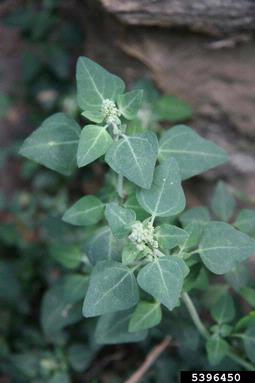 stinking goosefoot, Chenopodium vulvaria  (Caryophyllales: Chenopodiaceae) - 5396450