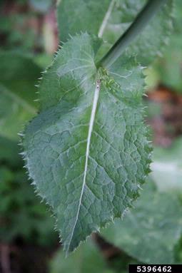 spiny sowthistle, Sonchus asper  (Asterales: Asteraceae) - 5396462