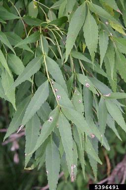 ash, Fraxinus angustifolia ssp. oxycarpa (Scrophulariales: Oleaceae) - 5396491