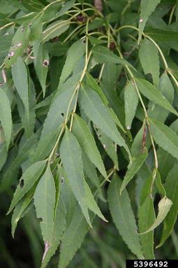 ash, Fraxinus angustifolia ssp. oxycarpa (Scrophulariales: Oleaceae) - 5396492
