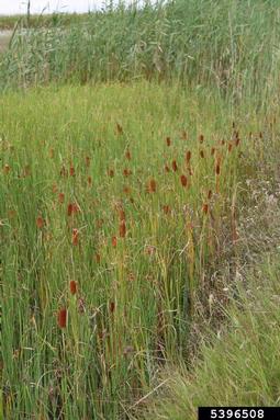 cattail, Typha laxmannii  (Typhales: Typhaceae) - 5396508