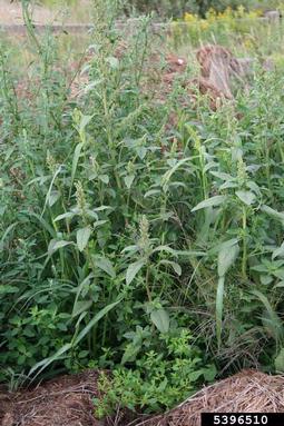 redroot pigweed, Amaranthus retroflexus  (Caryophyllales: Amaranthaceae) - 5396510