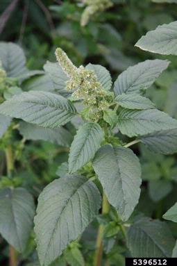 redroot pigweed, Amaranthus retroflexus  (Caryophyllales: Amaranthaceae) - 5396512
