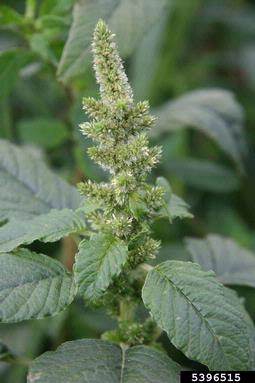redroot pigweed, Amaranthus retroflexus  (Caryophyllales: Amaranthaceae) - 5396515