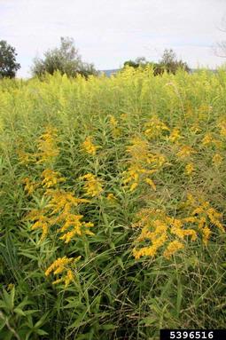 giant goldenrod, Solidago gigantea  (Asterales: Asteraceae) - 5396516