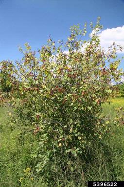 glossy buckthorn, Frangula alnus  (Rhamnales: Rhamnaceae) - 5396522