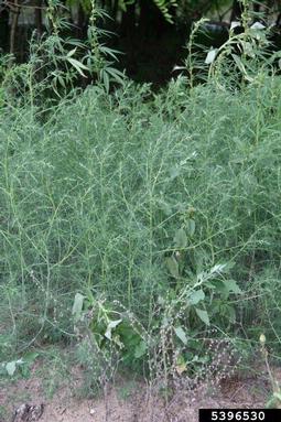 slender Russian thistle, Salsola collina  (Caryophyllales: Chenopodiaceae) - 5396530