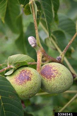 English walnut, Juglans regia  (Juglandales: Juglandaceae) - 5396541