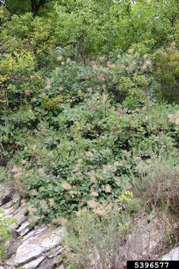 European smoketree, Cotinus coggygria  (Sapindales: Anacardiaceae) - 5396577