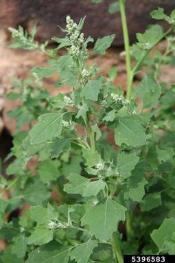seaport goosefoot, Chenopodium opulifolium  (Caryophyllales: Chenopodiaceae) - 5396583