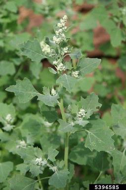 seaport goosefoot, Chenopodium opulifolium  (Caryophyllales: Chenopodiaceae) - 5396585