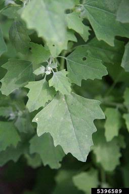 seaport goosefoot, Chenopodium opulifolium  (Caryophyllales: Chenopodiaceae) - 5396589