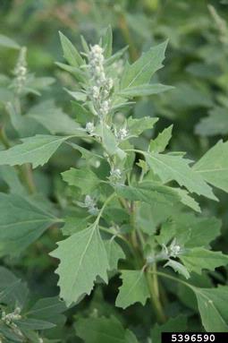 seaport goosefoot, Chenopodium opulifolium  (Caryophyllales: Chenopodiaceae) - 5396590